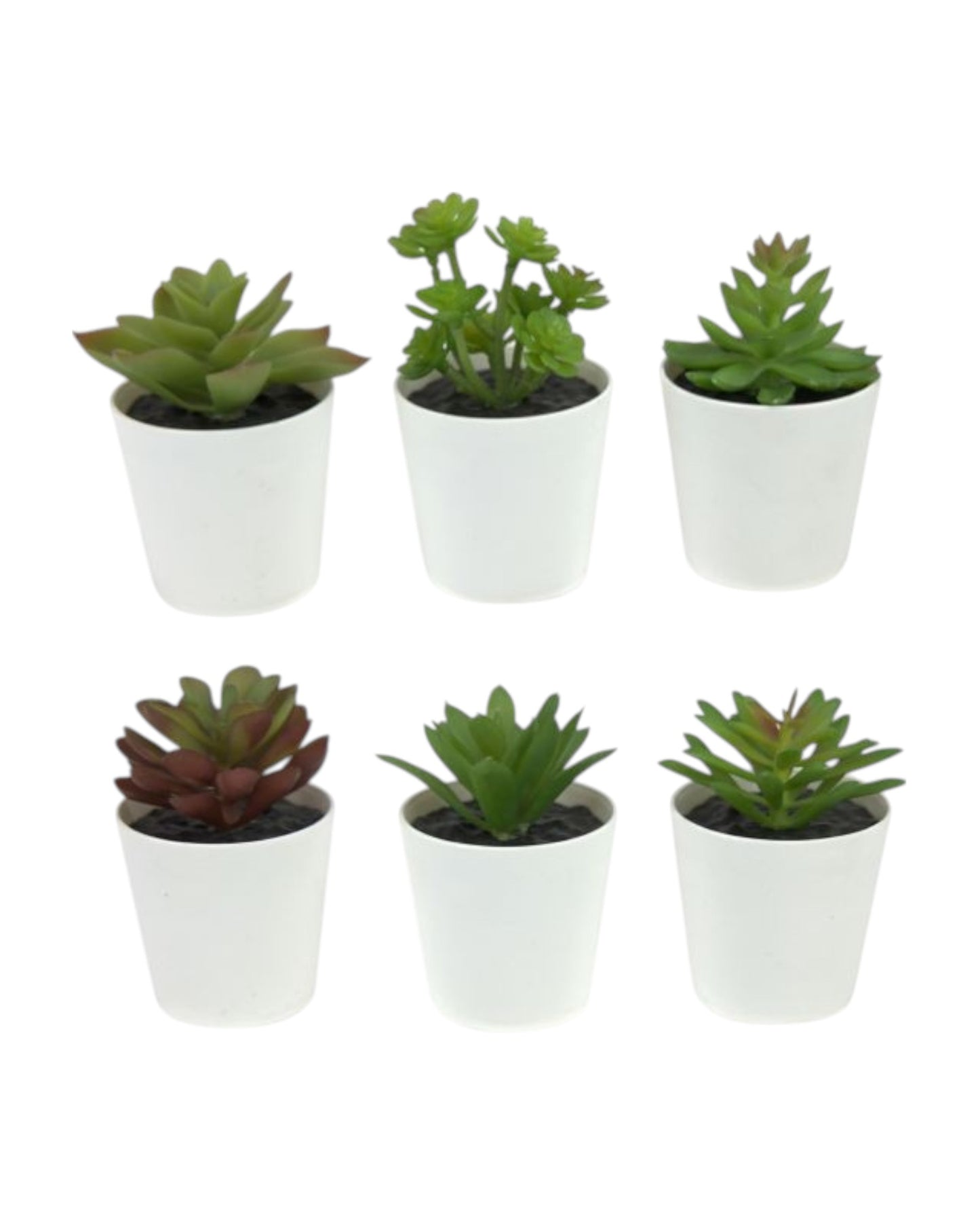 10cm Succulent in White Pot
