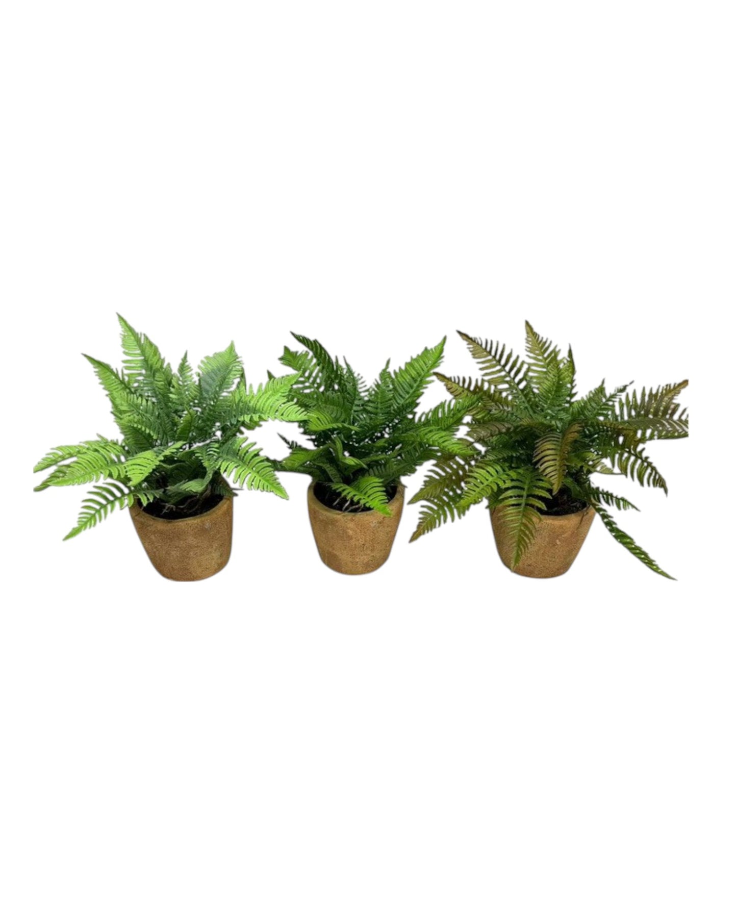 28cm Fern in Terracotta Pot