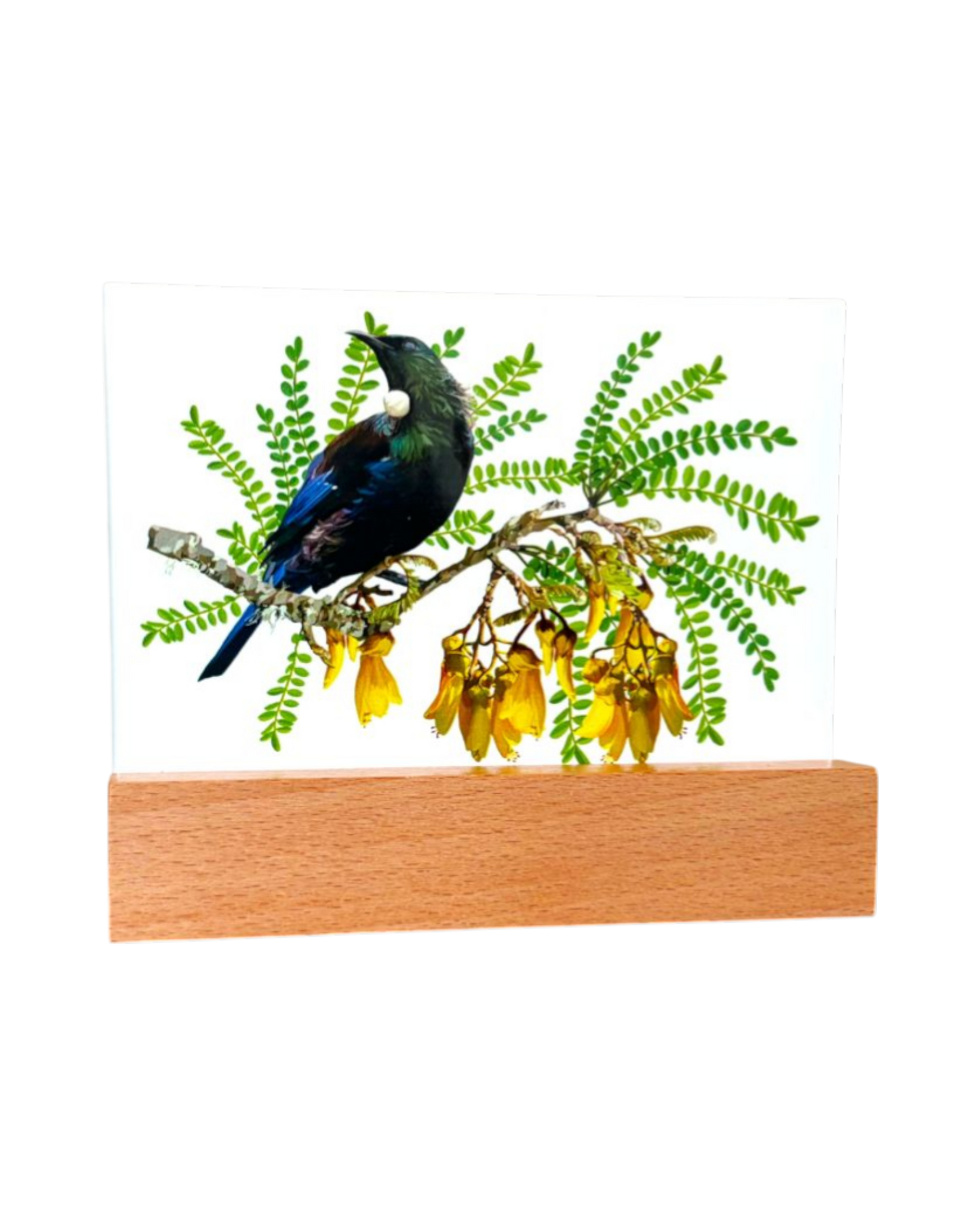 Glass in Block Tui on Kowhai
