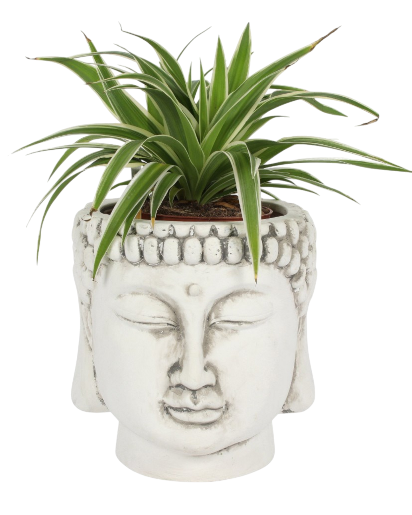 White Terracotta Buddha Head Planter