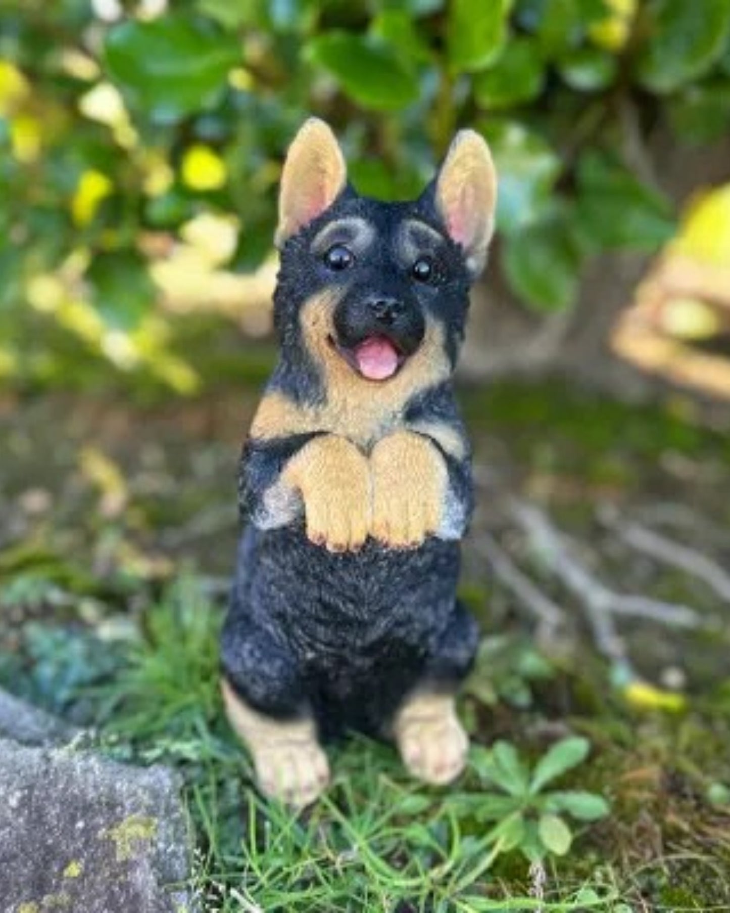 German Shepherd Medium