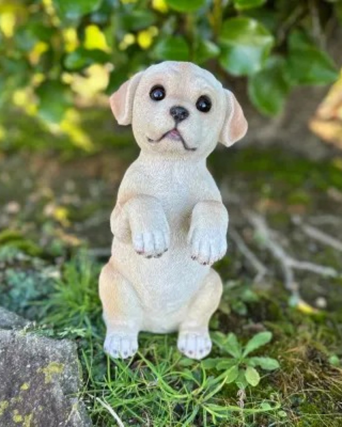 Labrador Medium