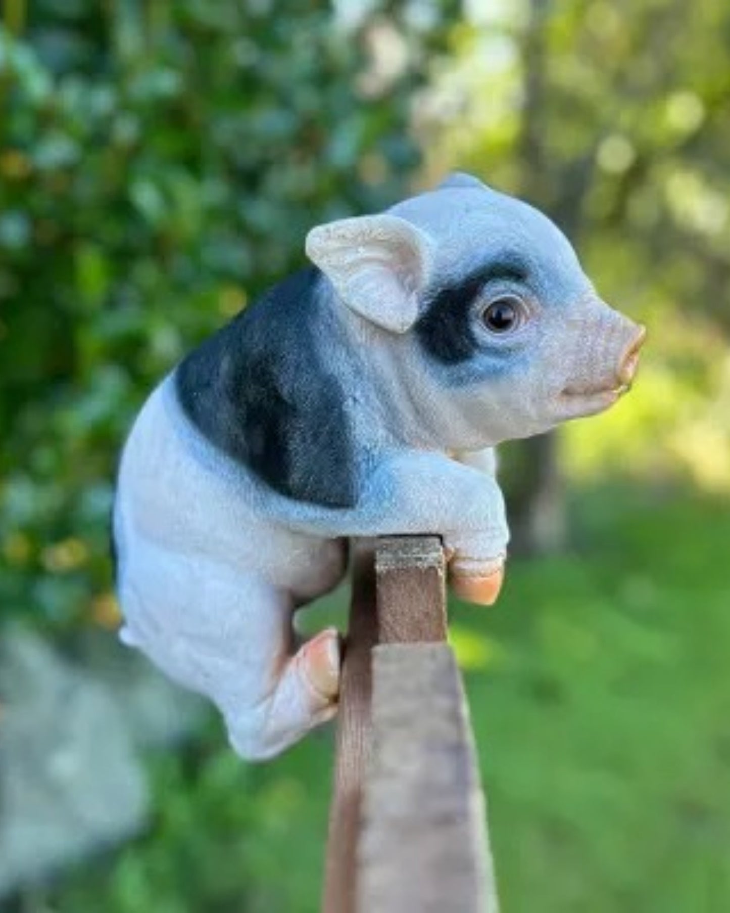 Piglet Medium