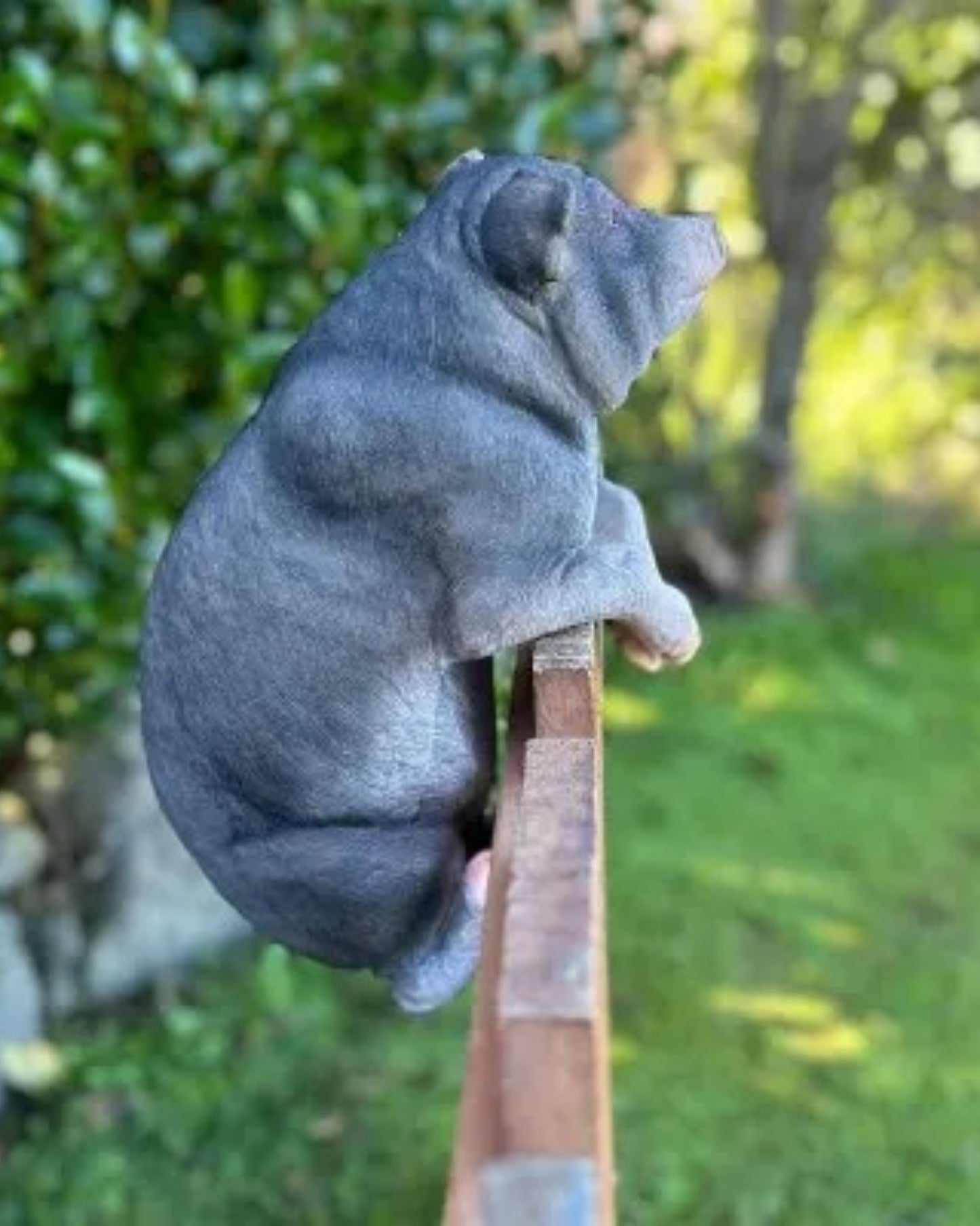 Pig Large