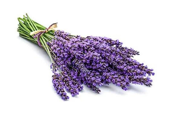 Sacred Elements Palo Santo Lavender Room Spray