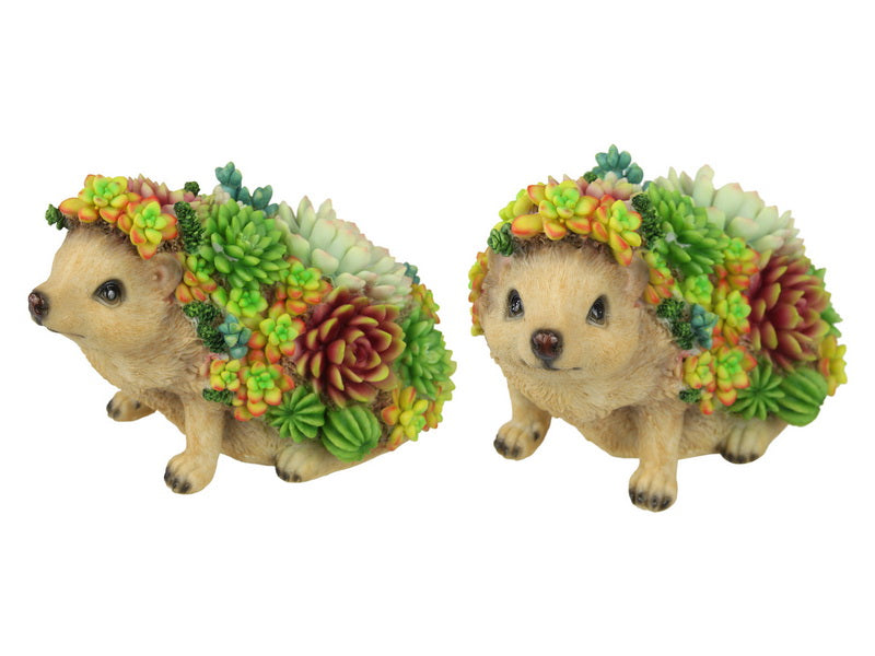 Succulent Hedgehog