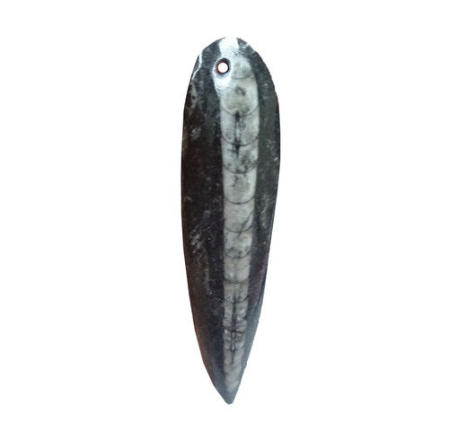 Orthoceras Fossil Blade Pendant