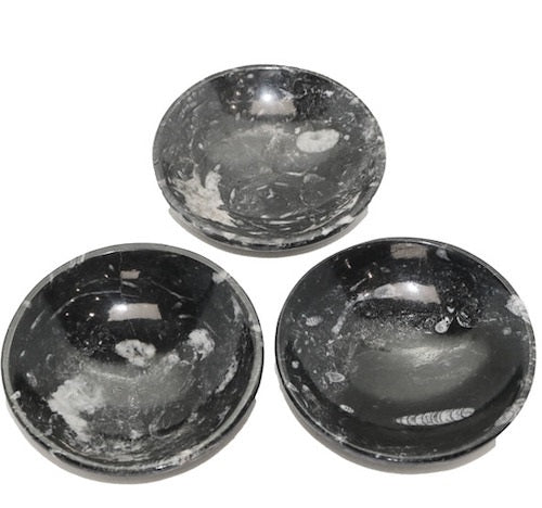 Orthoceras Round Fossil Dish