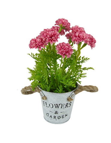 Chrysanthemum in Pot