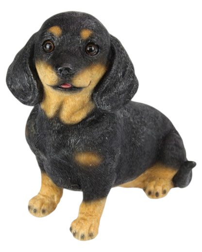 Dachshund