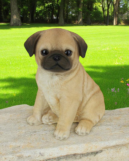 Sitting Cute Pug Puppy