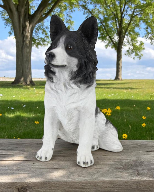 Sitting Border Collie