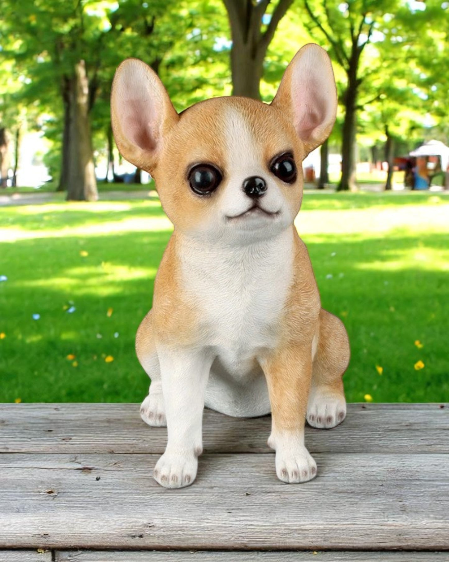 Sitting Chihuahua