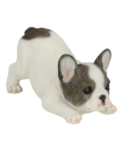 Cute French Bulldog Puppy