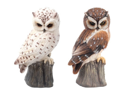 Sitting Owl on Tree Stump