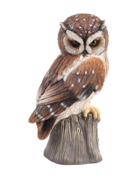Sitting Owl on Tree Stump