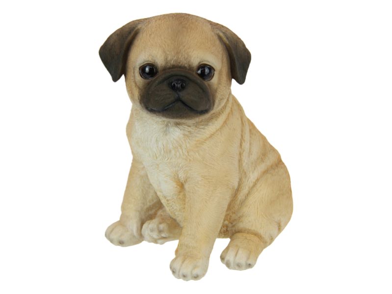 Sitting Cute Pug Puppy