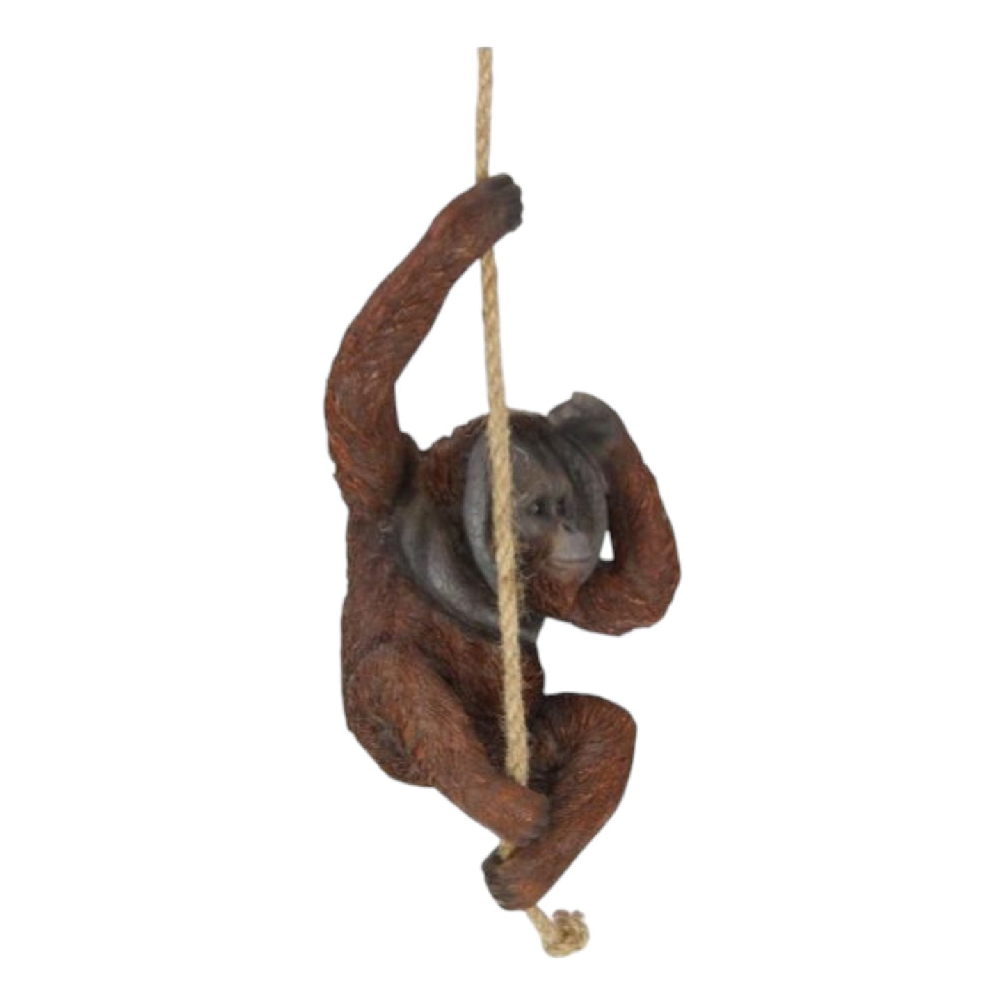 Orangutan on Rope