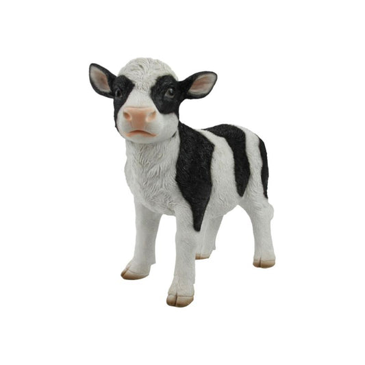 Cute Baby Cow Calf