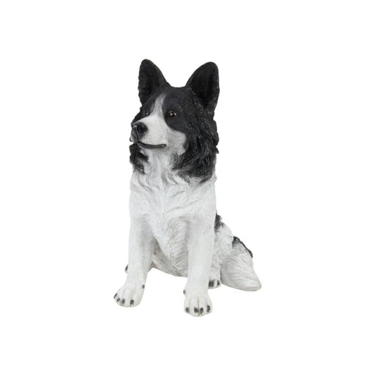 Sitting Border Collie