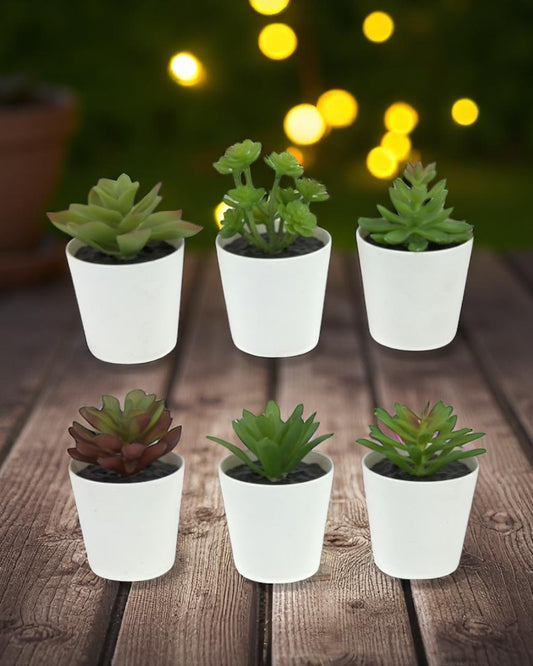 10cm Succulent in White Pot