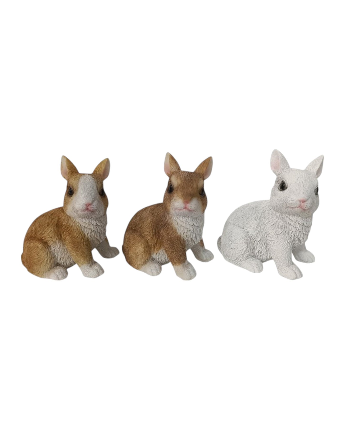 Cute Sitting Rabbits