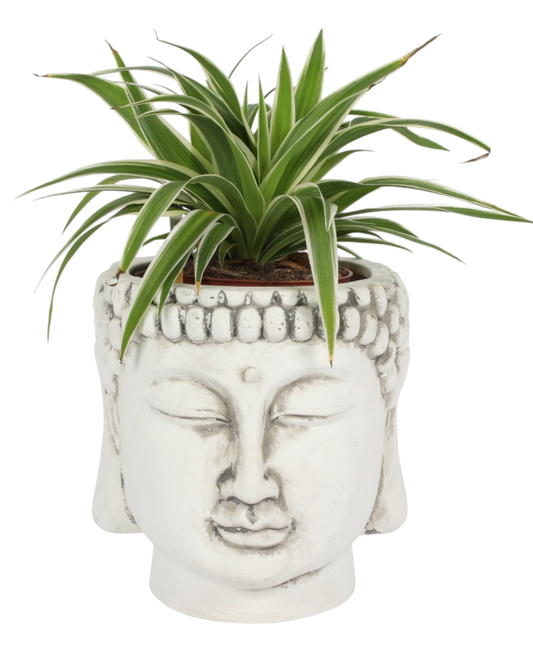 White Terracotta Buddha Head Planter