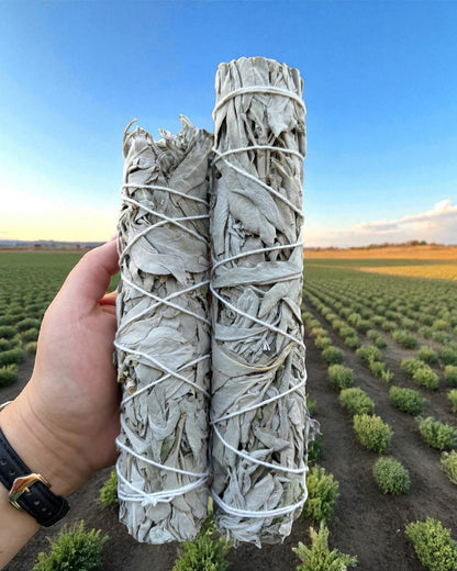 9" Inch California White Sage (Salvia Apiana) Herb Wands