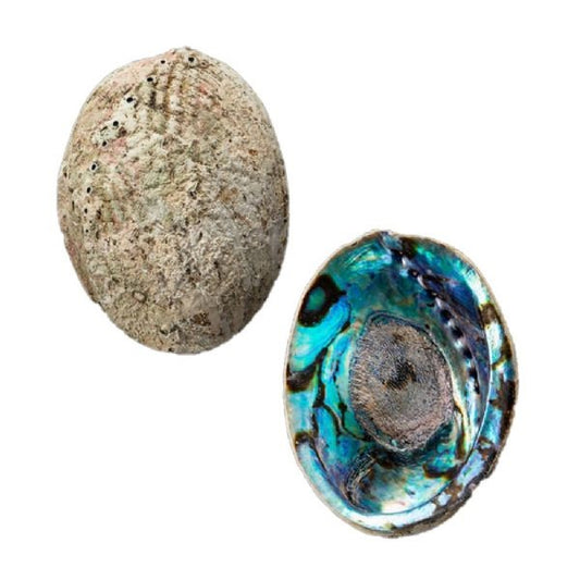 Paua Shell Medium up to 149mm