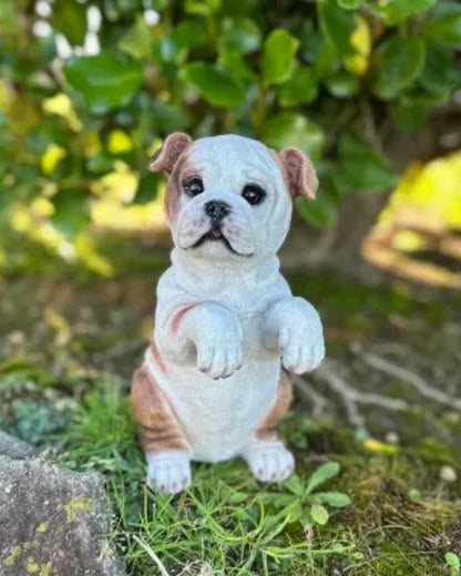 Bull Dog Medium