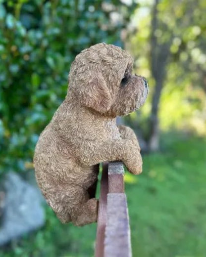 Cavoodle