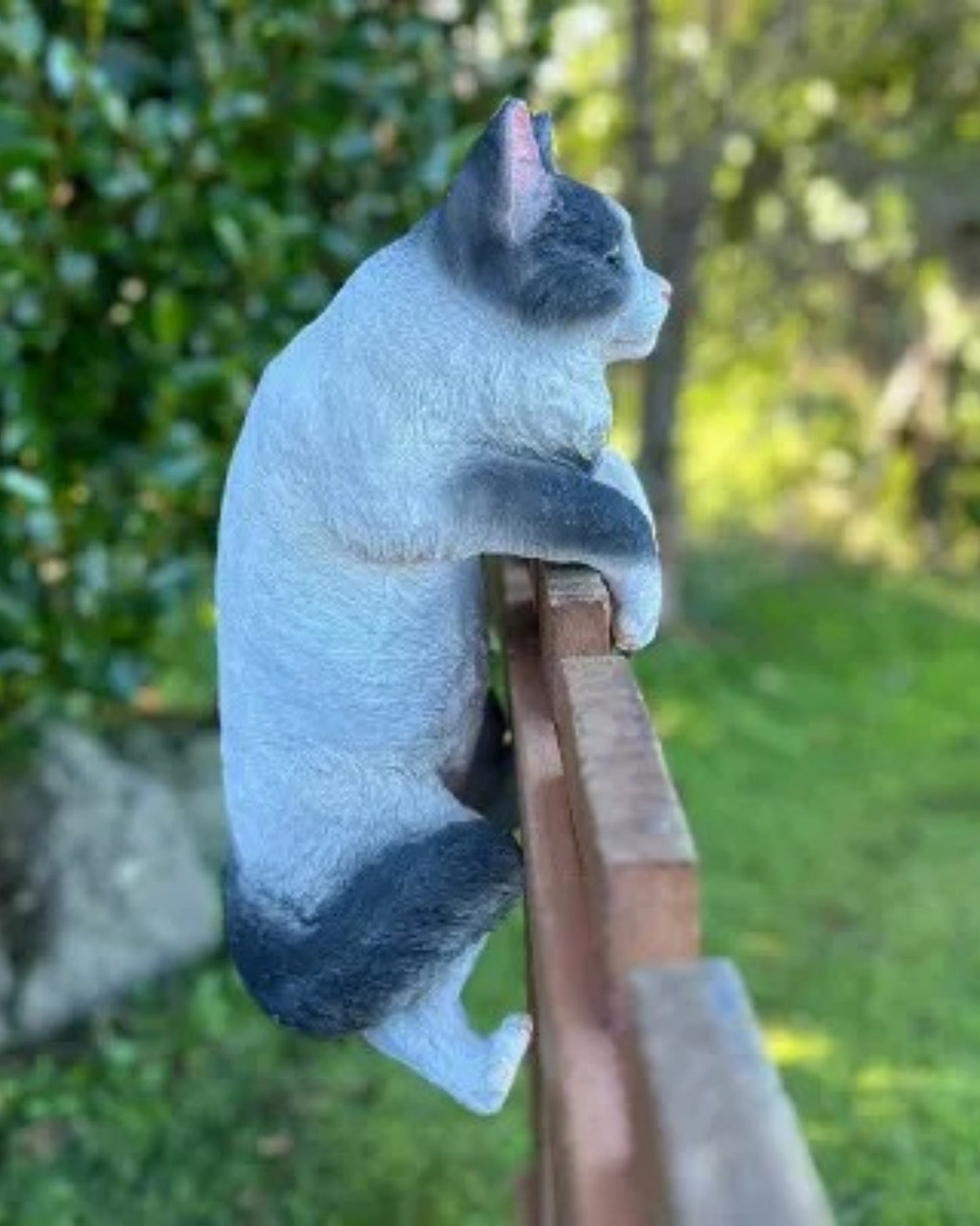 Cat Large