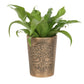 Tree of Life Bronze Terracotta Plant Pot by Lisa Parker NEW!