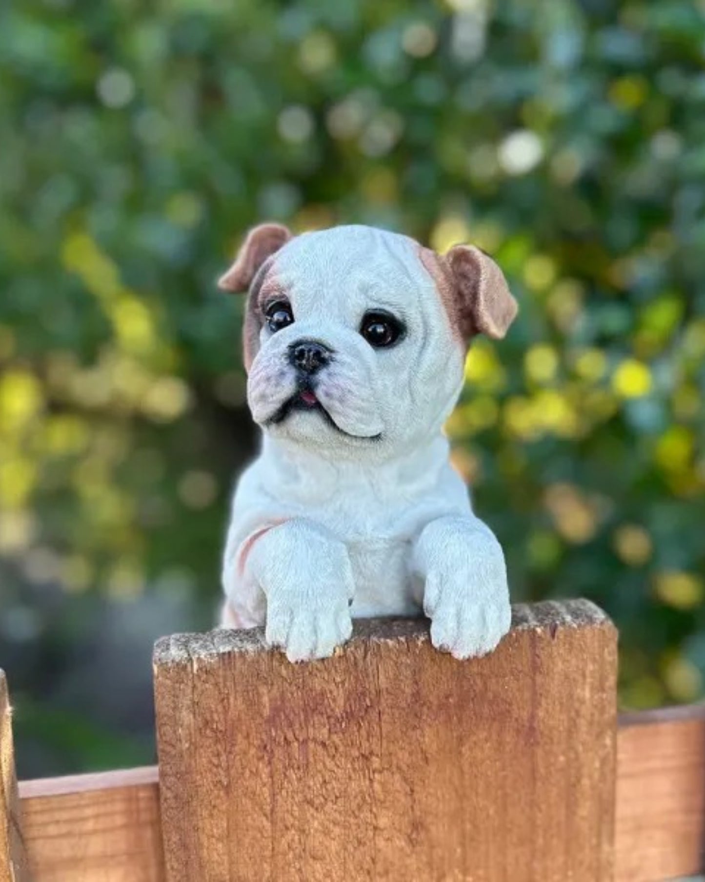 Bull Dog Medium