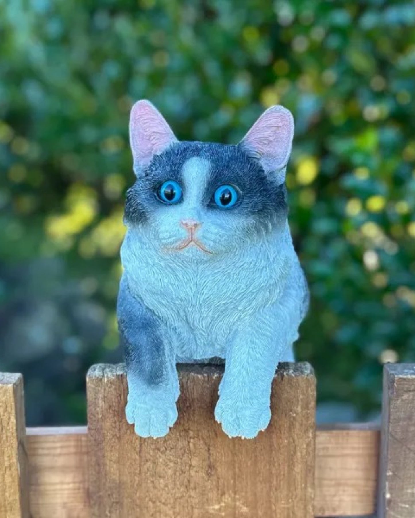 Cat Large