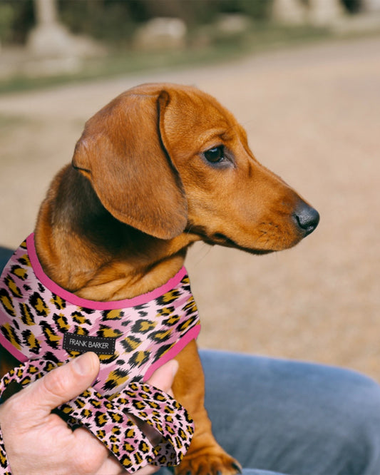 Leopard Harness