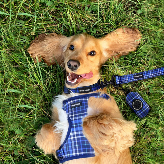 Blue Plaid Collar