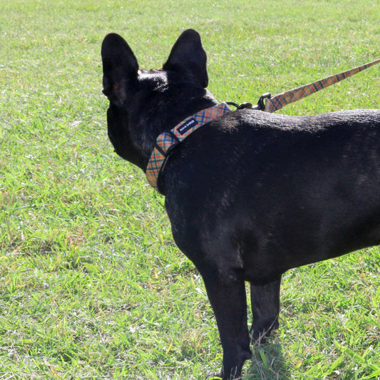 Orange Plaid Collar