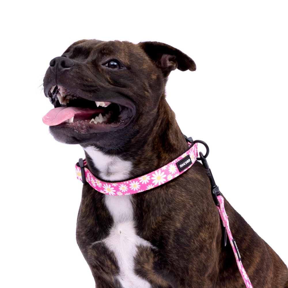 Pink Daisies Collar