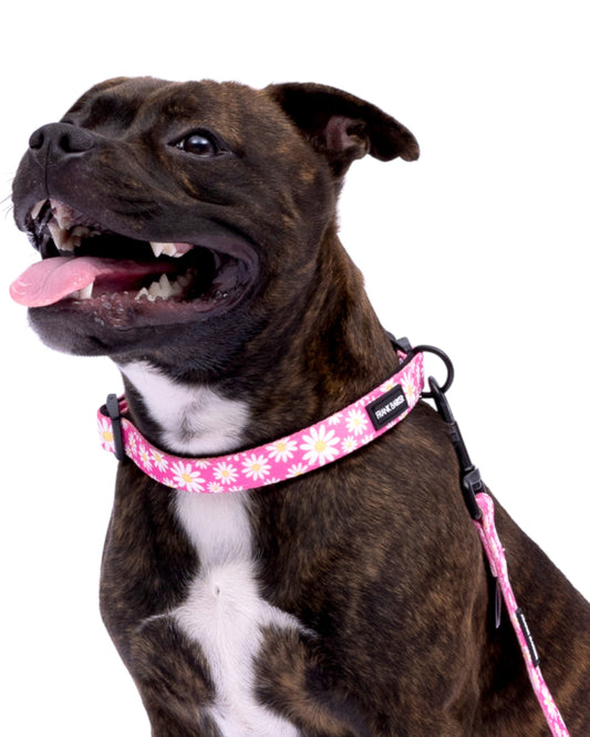 Pink Daisies Collar