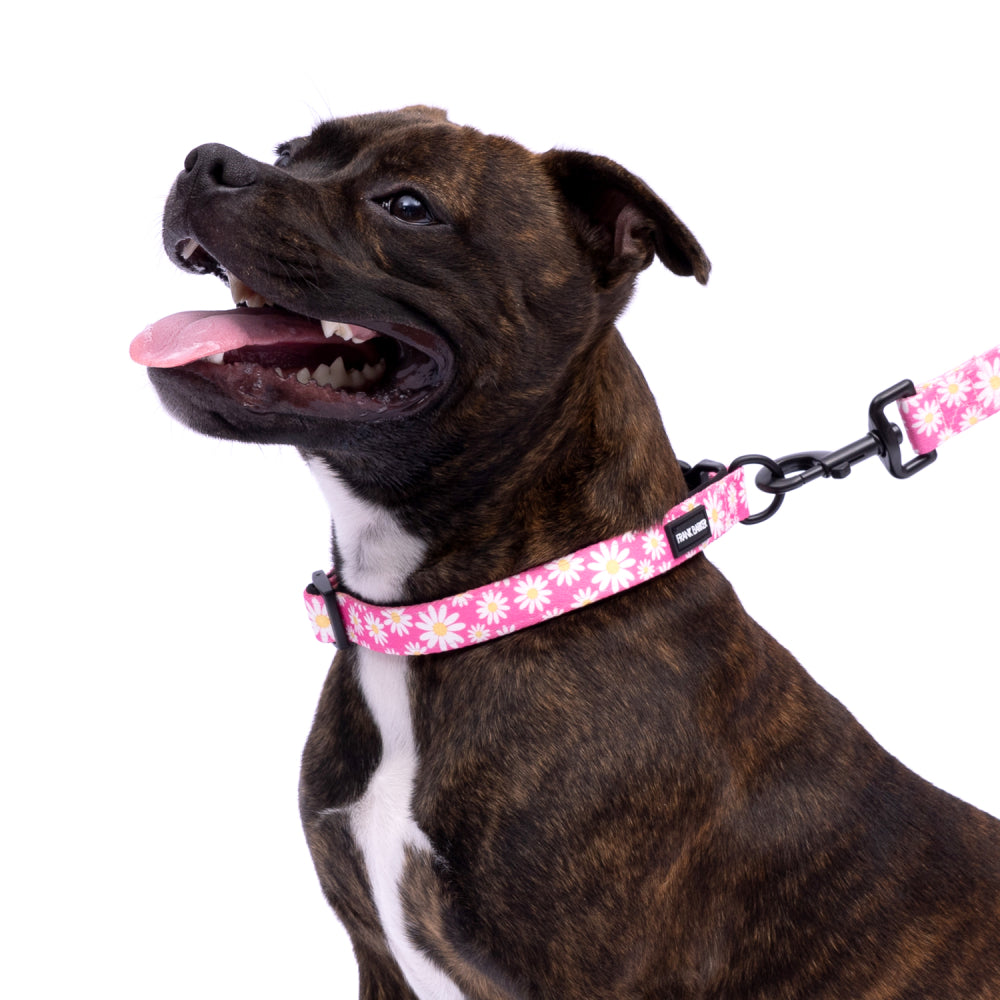 Pink Daisies Collar