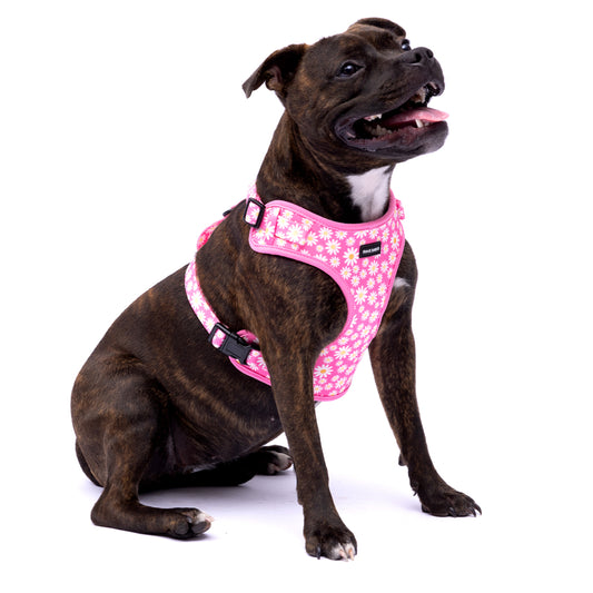 Pink Daisies Harness