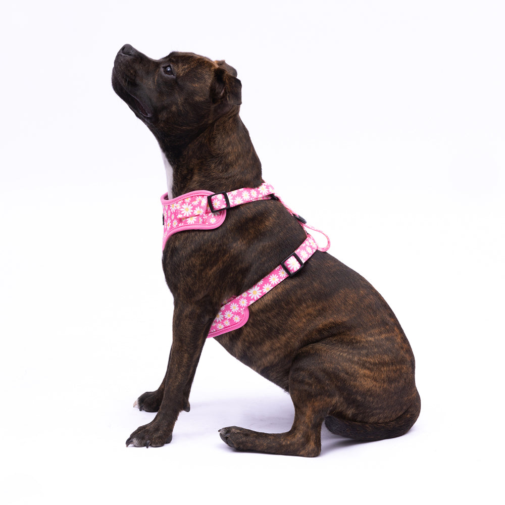 Pink Daisies Harness