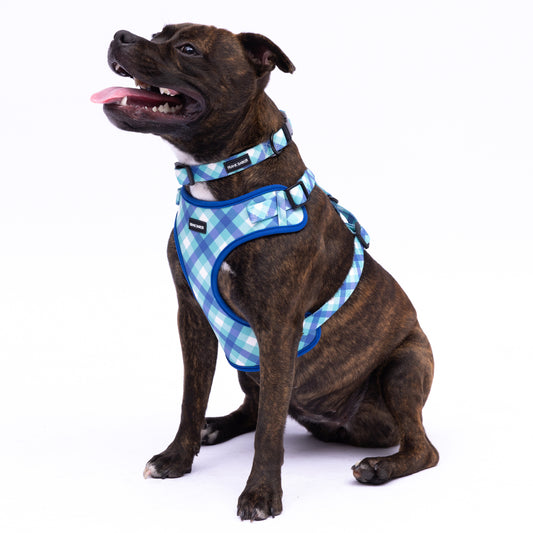 Teal Gingham Harness