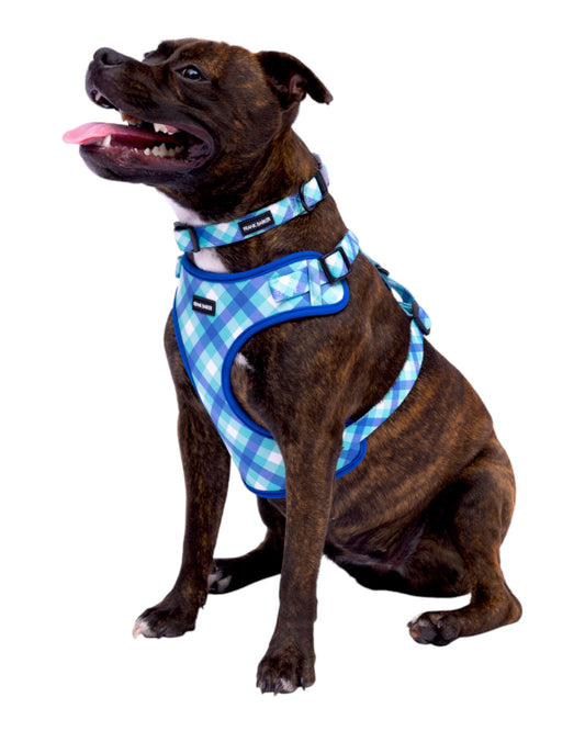 Teal Gingham Harness