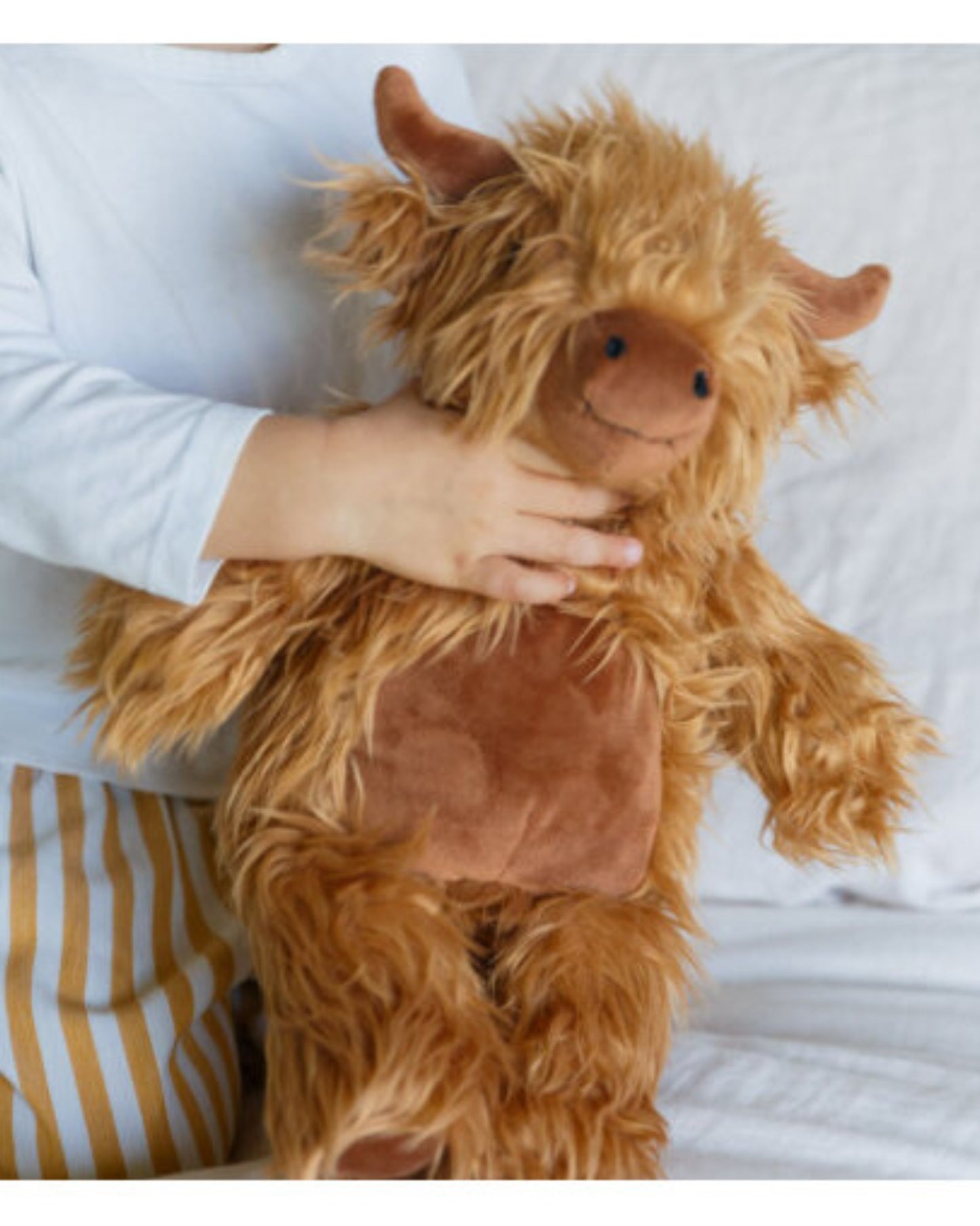 Hamish The Highland Cow