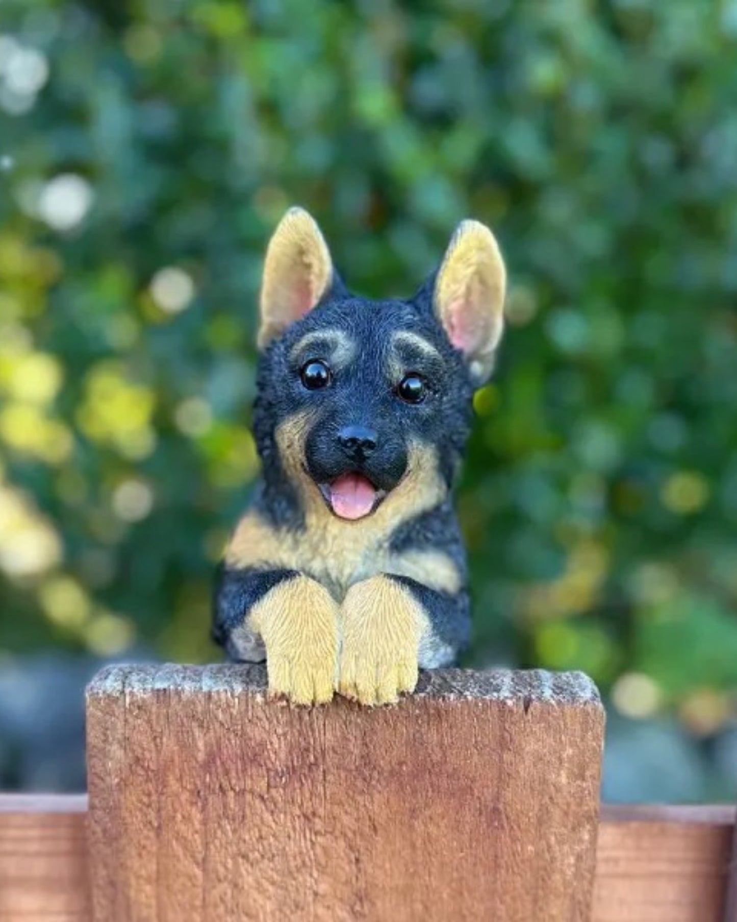 German Shepherd Medium