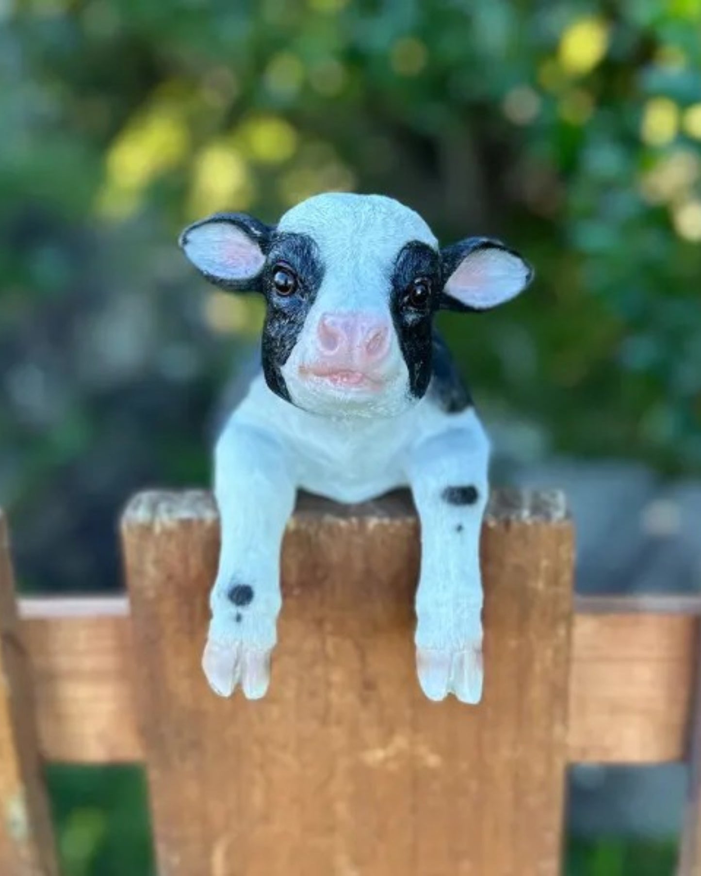 Calf Medium