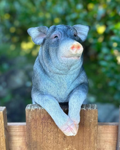 Pig Large