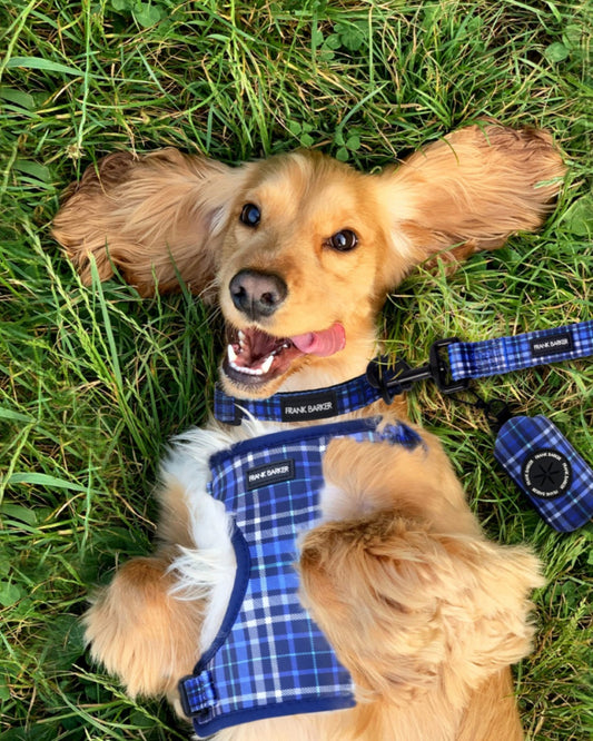 Blue Plaid Lead